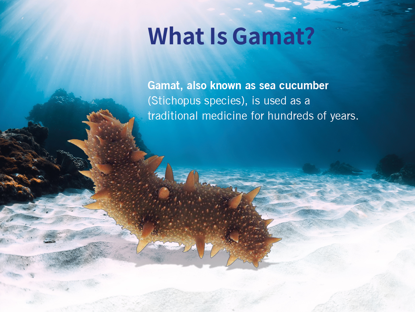 Gamat Gano